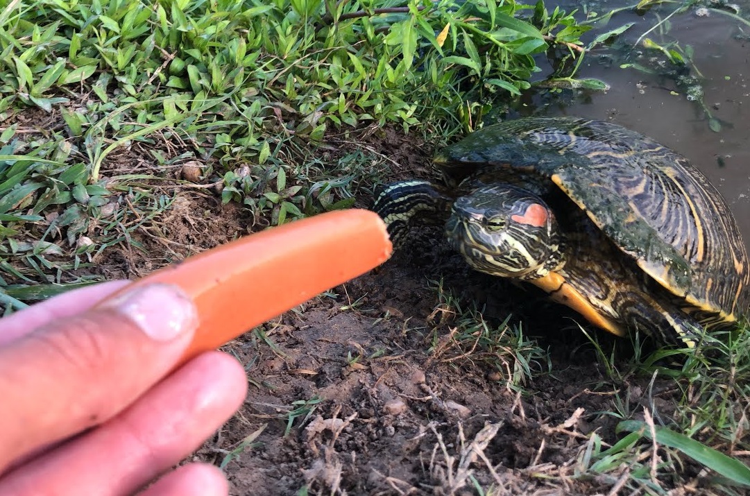 Schildkrötenfütterung im Central Park