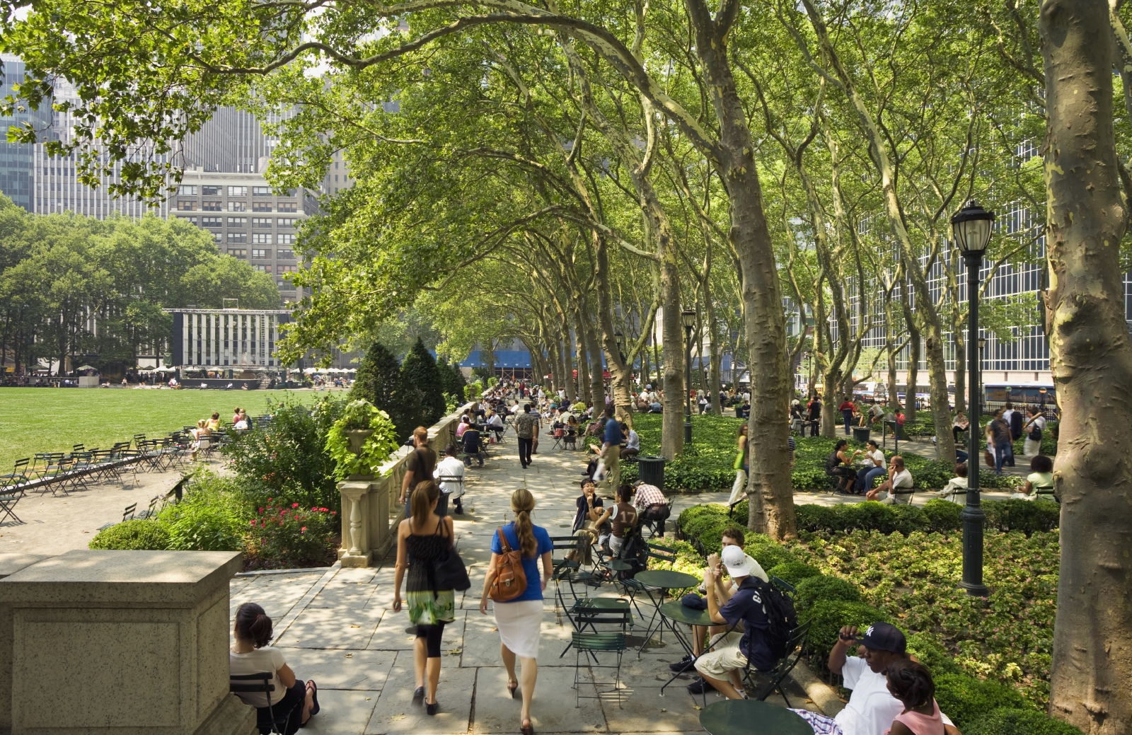 Ideal für die Großstadt beschaffen – das ist der am meisten verbreitete Baum in New York