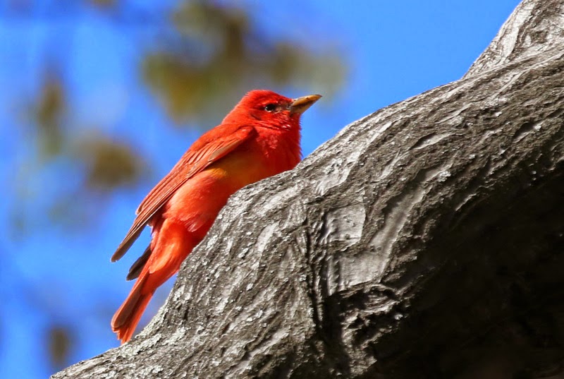 Warum es im Central Park eine unglaubliche Vogelvielfalt gibt