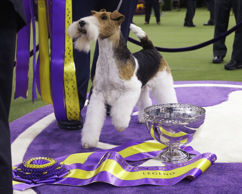 Drahthaar-Foxterrier gewinnt Wahl zum schönsten Hund Amerikas