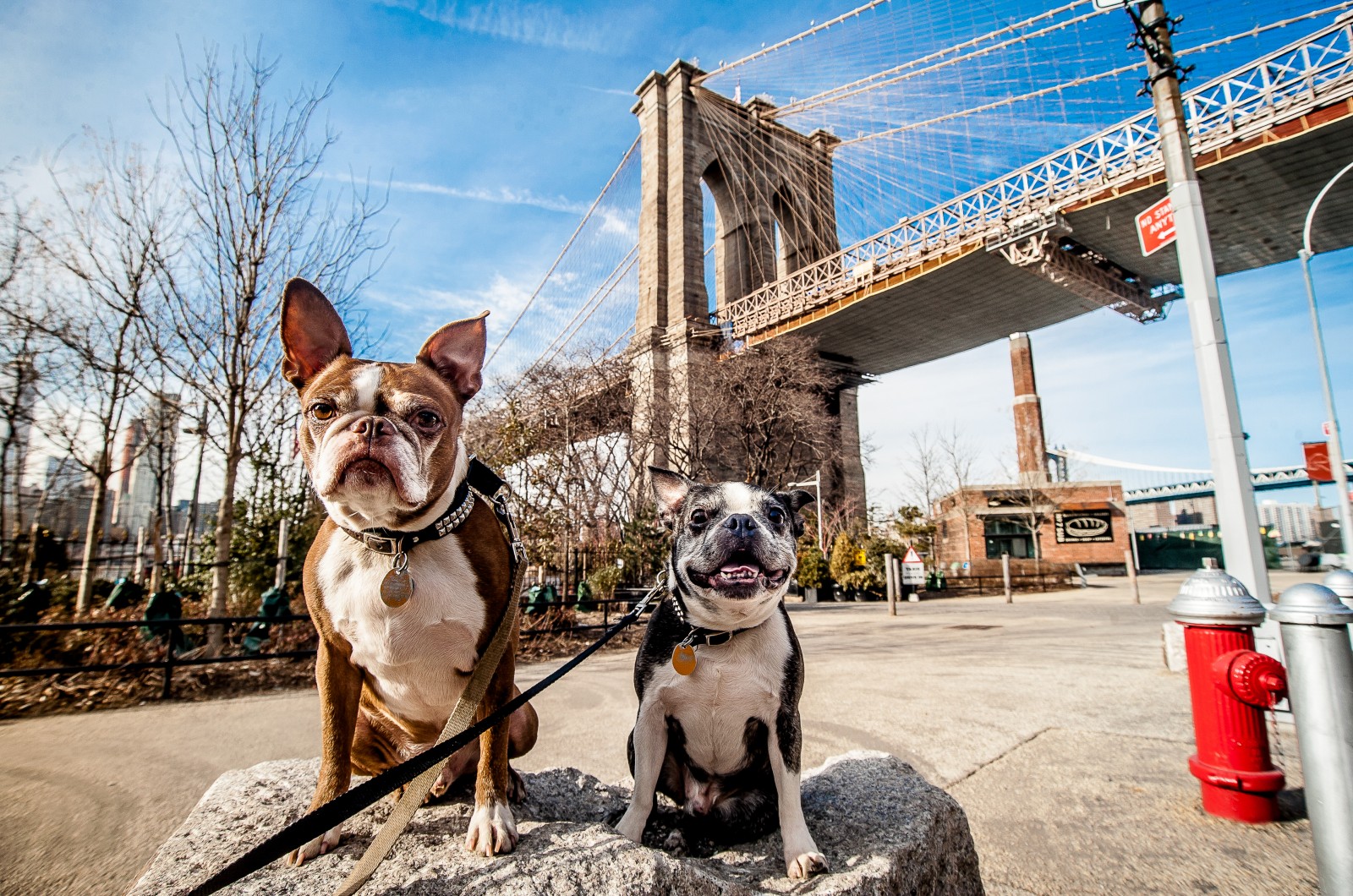Die Großstadt aus der Perspektive der Vierbeiner – So lebt es sich in New York als Hund