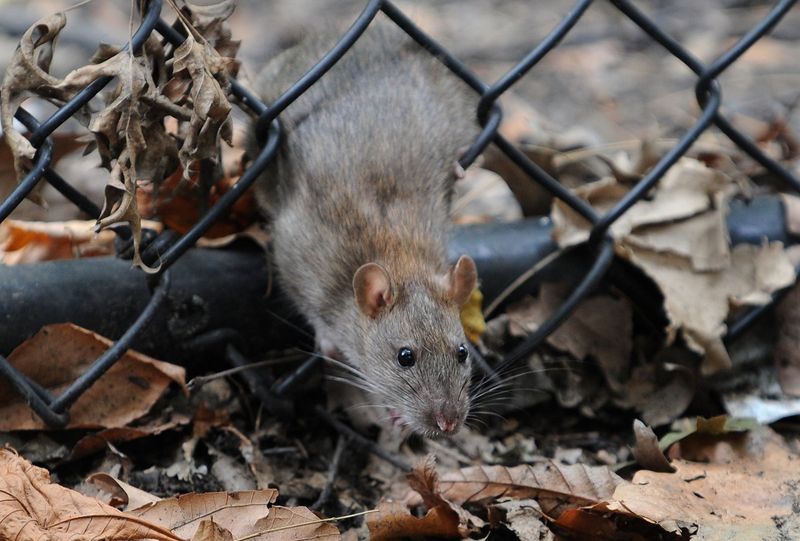 Gibt es in New York wirklich mehr Ratten als Menschen?