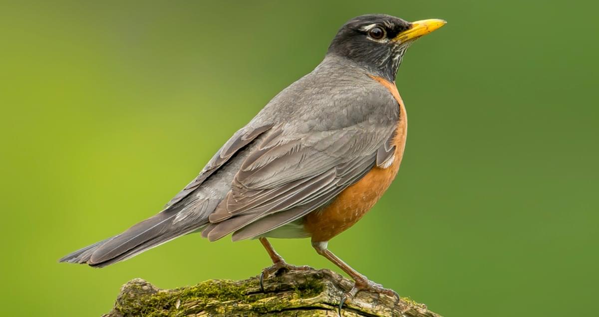 Der Central Park ist jetzt zur Zugvögelsaison ein Paradies für Vogelfans – das gibt es zu sehen