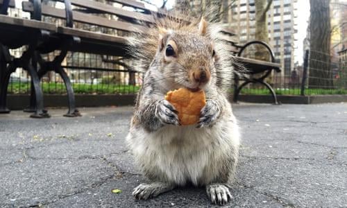 Squirrels – die putzigen, frechen New Yorker Stadt-Eichhörnchen