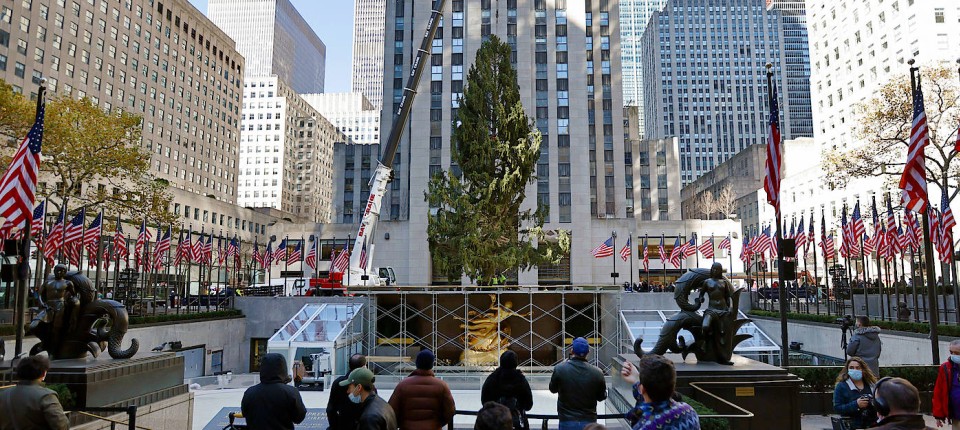 Weihnachtsbaum am Rockefeller Center wurde am Samstag aufgestellt – ‘Tree Lighting’ der 60.000 Lichter folgt am 1. Dezember