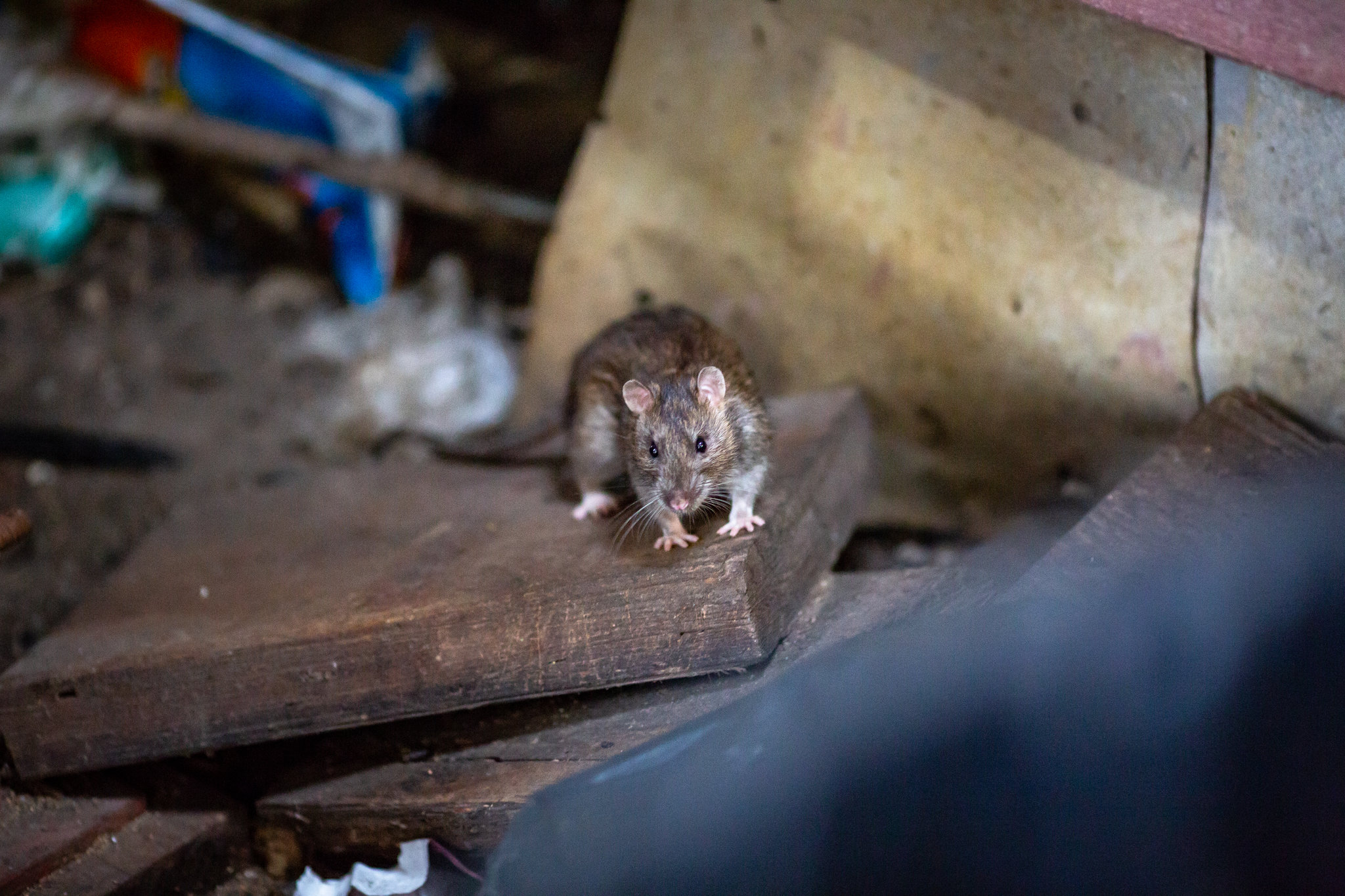 Millionen der Nager leben hier – der nie endende Krieg der Stadt New York gegen Ratten