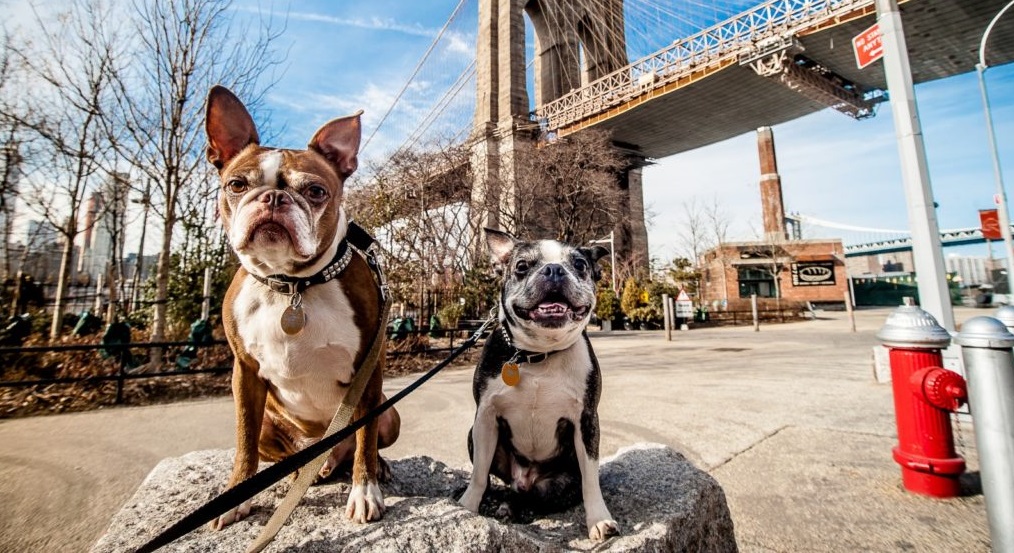 Das waren 2021 die beliebtesten Hunde- und Katzennamen in New York