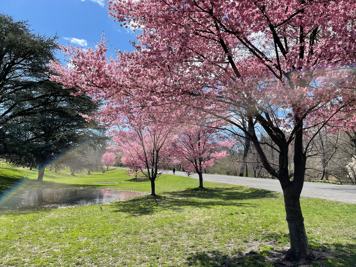 Die ersten Kirschblüten im Central Park bedeuten für die New Yorker, dass der Frühling da ist – am Wochenende war es soweit