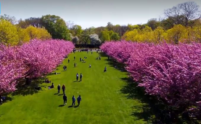 Dronenaufnahmen von den Kirschbäumen auf der Cherry Esplanade im Brooklyn Botanic Garden von diesem Jahr