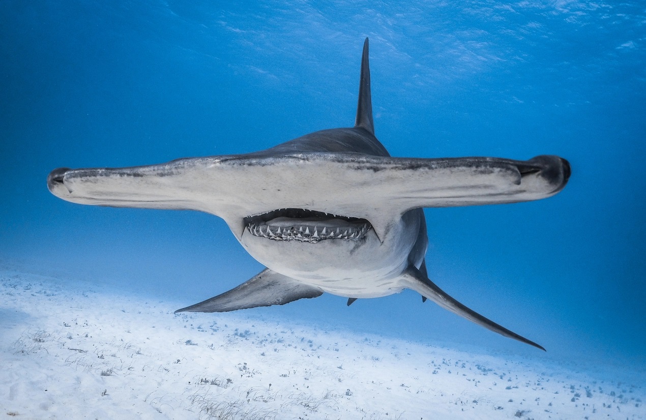 Sharks – Große Ausstellung rund um Haie ab 15. Dezember im American Museum of Natural History