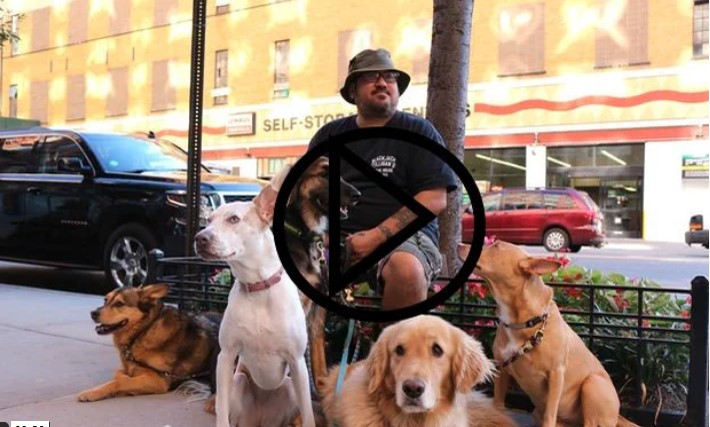 Dog Walker ist ein Beruf in New York – Video (0:20)