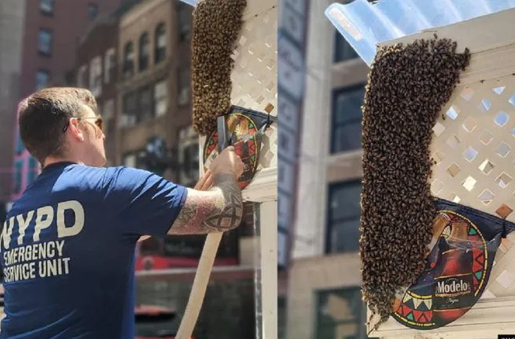 Tausende Bienen lassen sich in Sitzbereich eines Restaurants am Times Square nieder – ein Fall für die ‘Bieneneinheit’ des New York Police Department