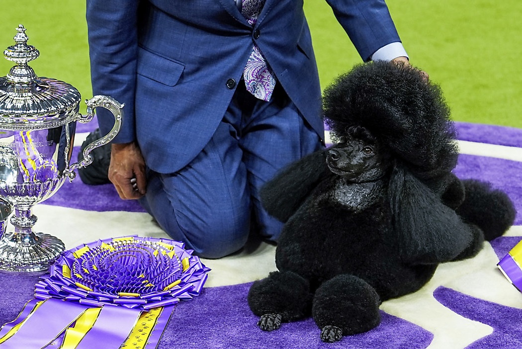 Miniaturpudel gewinnt ‚Best in Show‘ Preis auf der renommierten Westminster Kennel Club Hundeshow in New York