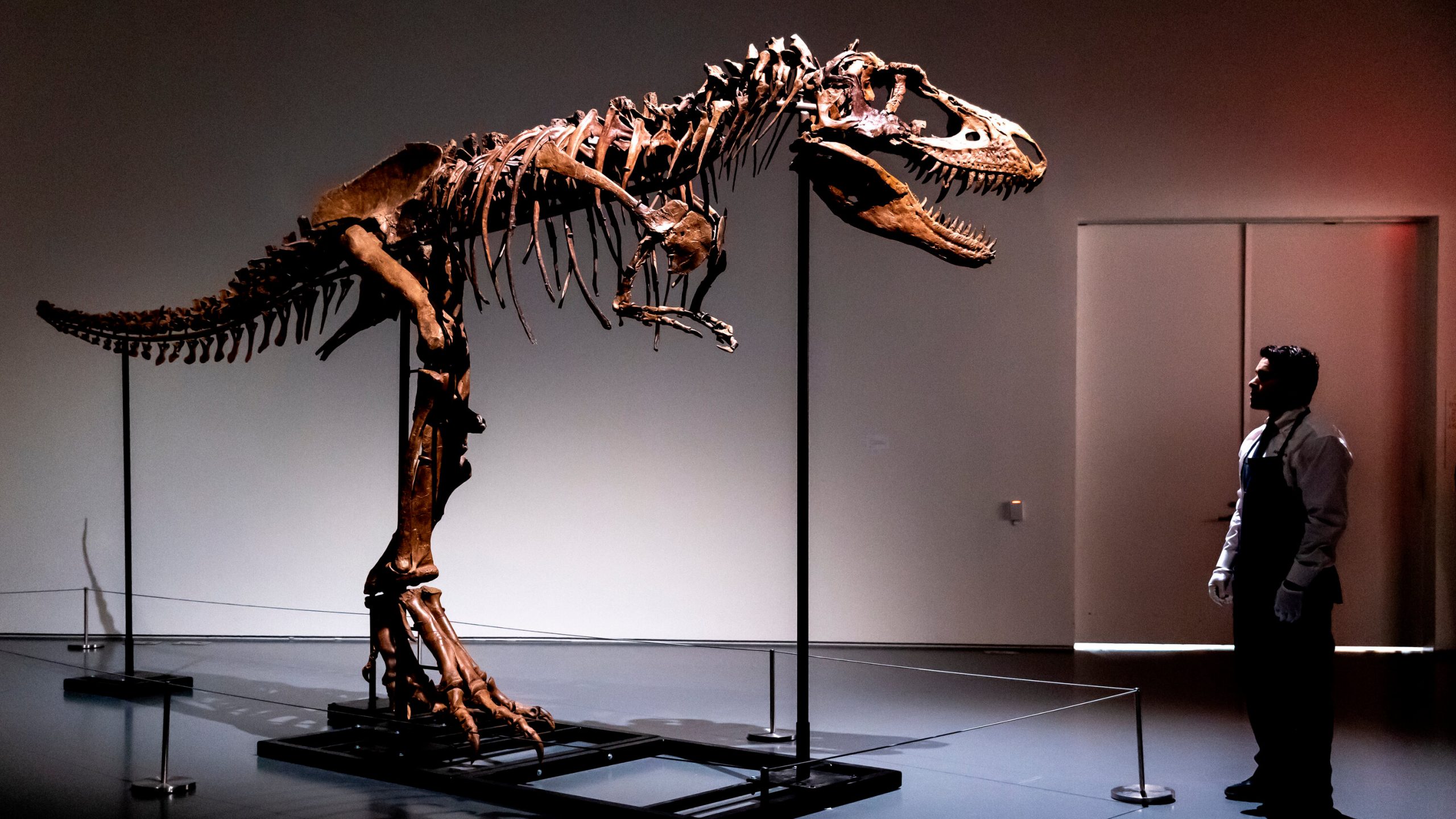 Skelett eines Gorgosaurus Dinosauriers für 6.1 Mio. USD bei Sotheby’s in New York an anonymen Käufer versteigert – Wissenschaftler und Museen frustriert