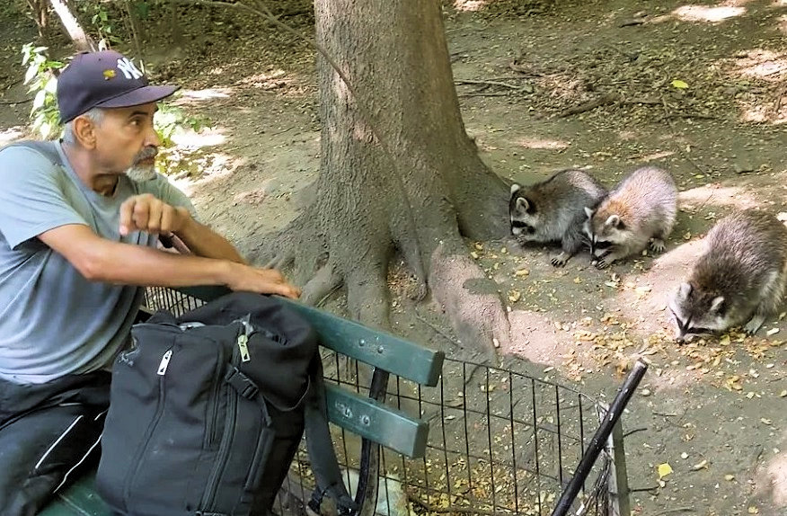 Mann füttert Waschbären im Central Park