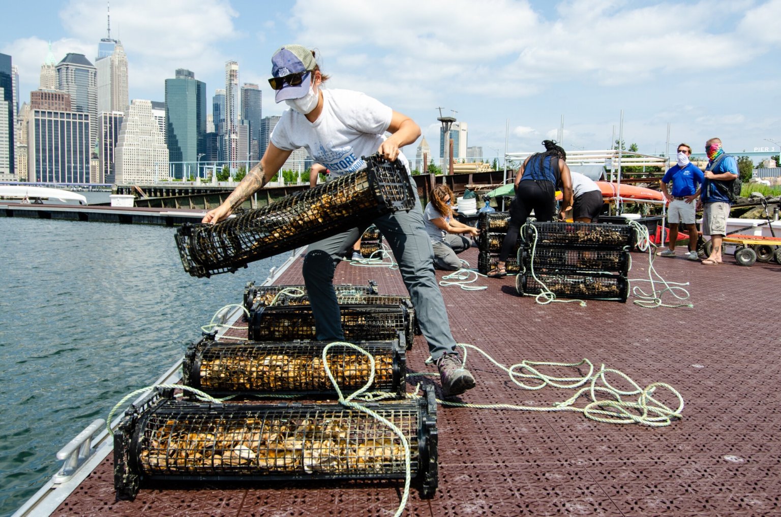 Millionen  von Austern werden im New Yorker Hafen angesiedelt um gesunde Ökosysteme zu schaffen und vor Flutfolgen zu schützen