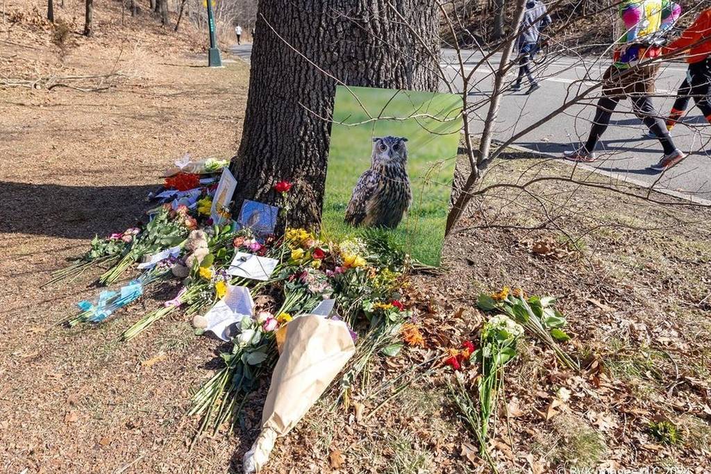 Geliebte Eule Flaco, die vor einem Jahr aus dem Central Park Zoo entkam, stirbt bei Unfall – Tierliebhaber trauern