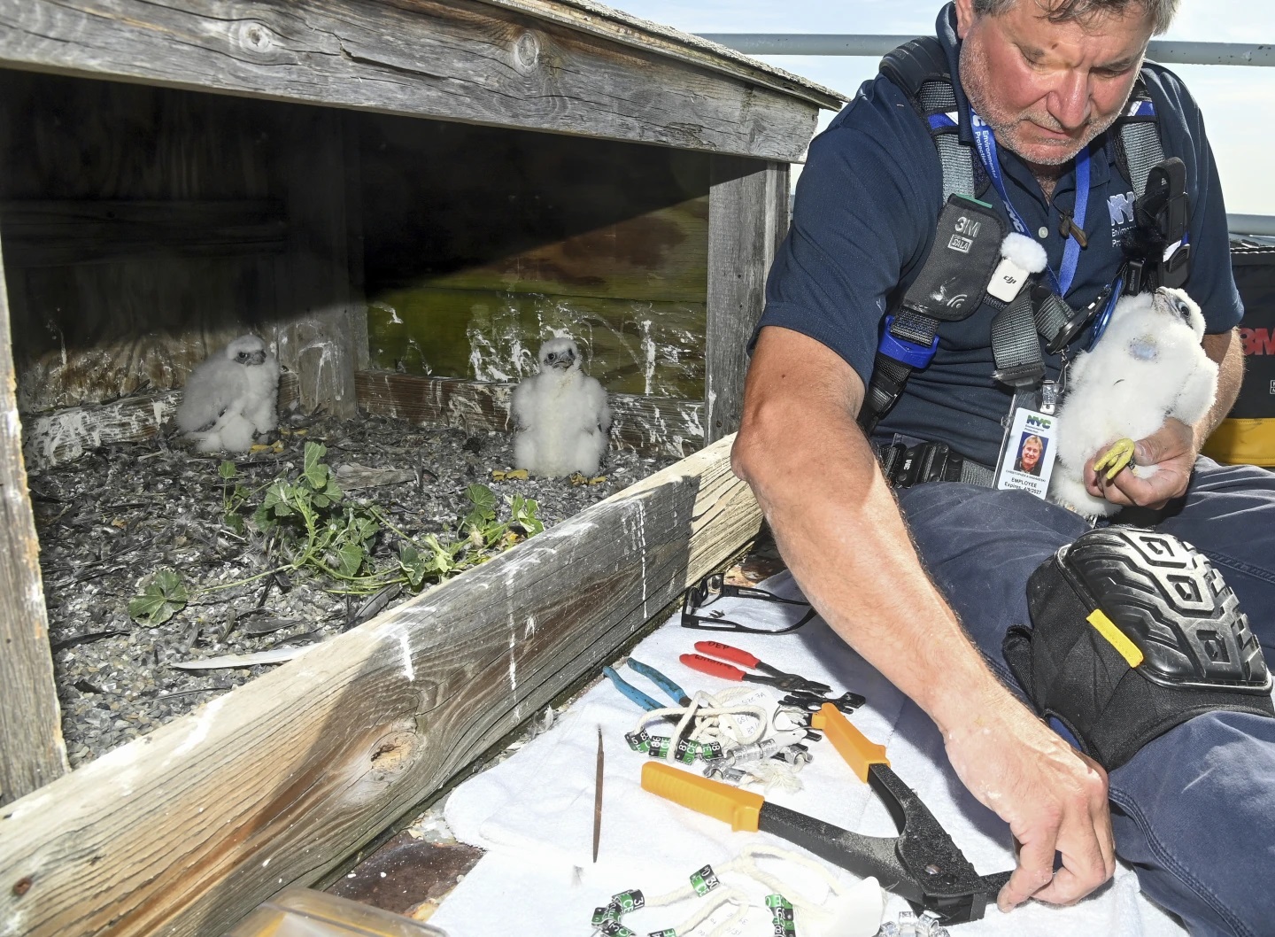 Drei Wanderfalkenküken schlüpften aus Nest auf 211 Meter hohen Brückenturm