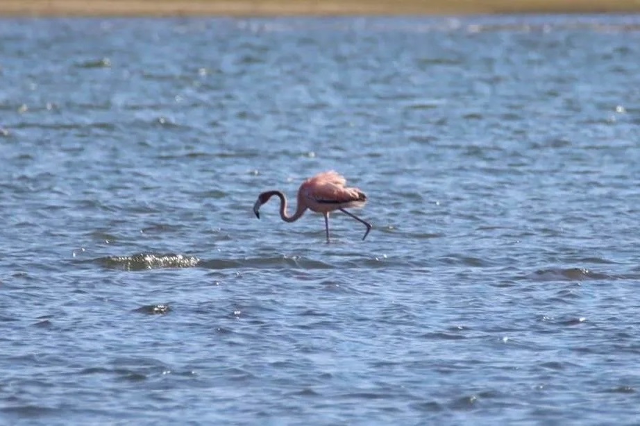 Das erste Mal seit 1978 – Flamingo im Raum New York gesichtet