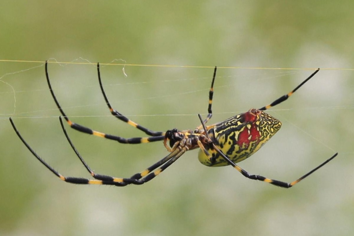 Acht Beine, so groß wie eine Hand und durch die Luft fliegend – Wissenschaftler glauben an baldige Ansiedlung der Joro-Spinne in New York