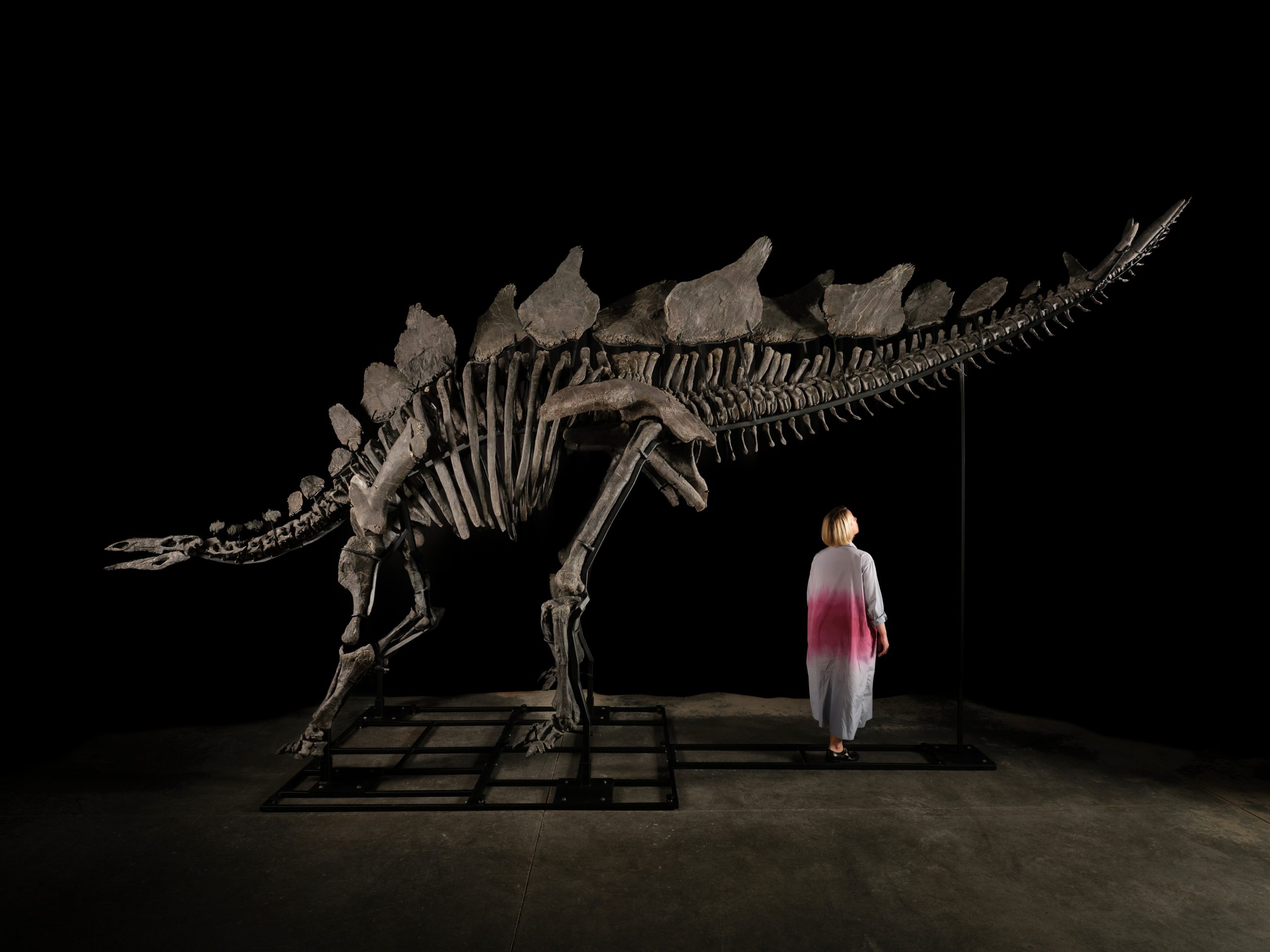 161 Millionen Jahre altes, fast vollständiges Stegosaurus-Skelett wird am Mittwoch in New York versteigert