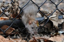 Ratten Rat