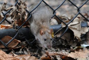 Ratten Rat