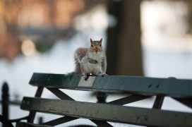 Eichhörnchen Squirrel