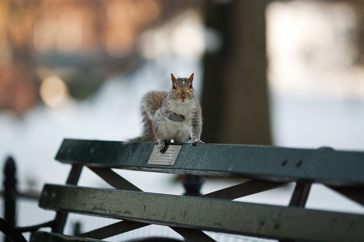 Eichhörnchen Squirrel