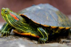 Schildkröten