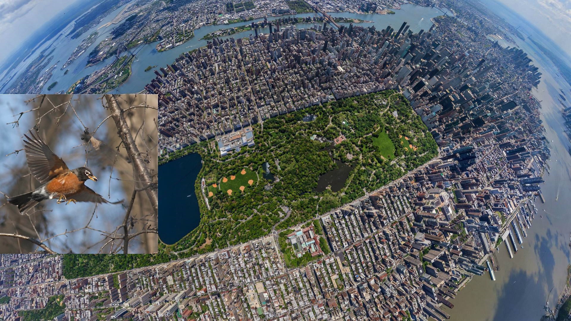 Der Central Park ist jetzt zur Zugvögelsaison ein Paradies für Vogelfans – das gibt es zu sehen