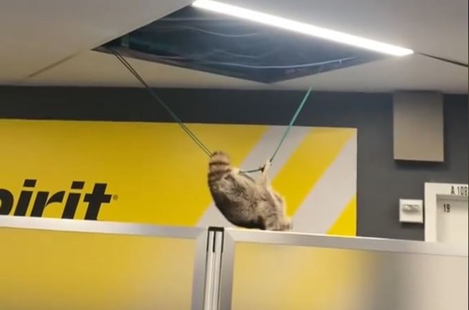 Waschbär sorgte für Aufregung, nachdem er am LaGuardia Airport aus der Decke fällt
